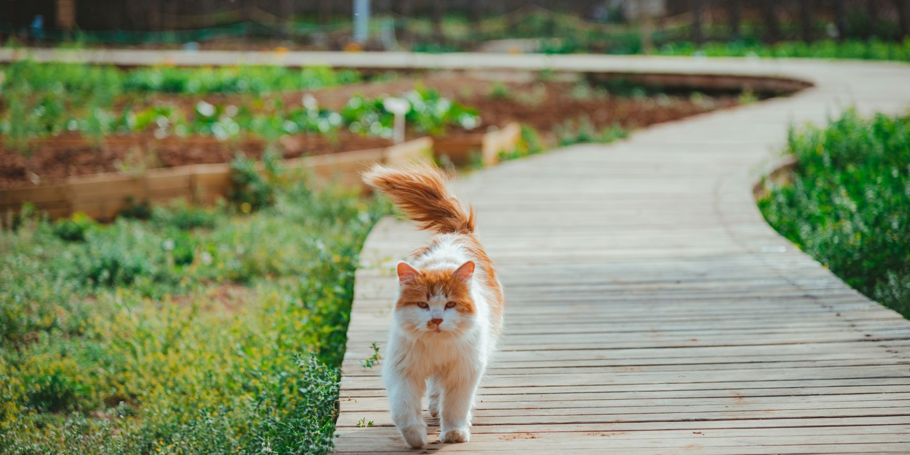 Why Should You Walk Your Cat? Health Benefits Explained